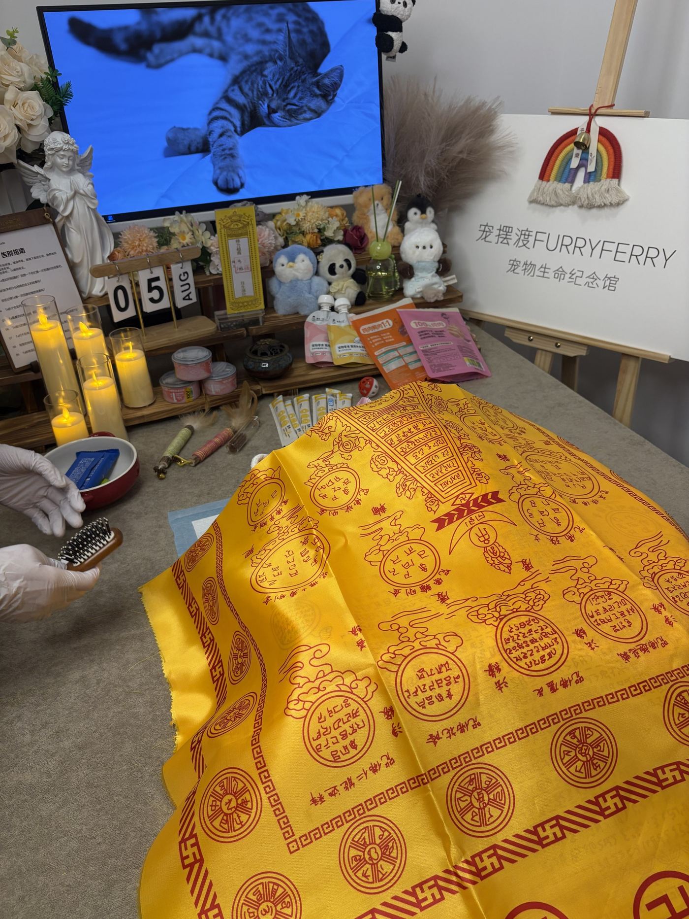 给养猫家庭的提醒