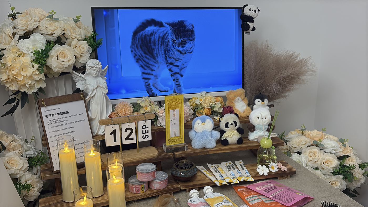 猫咪离世后怎么办？台州猫主子告别指南